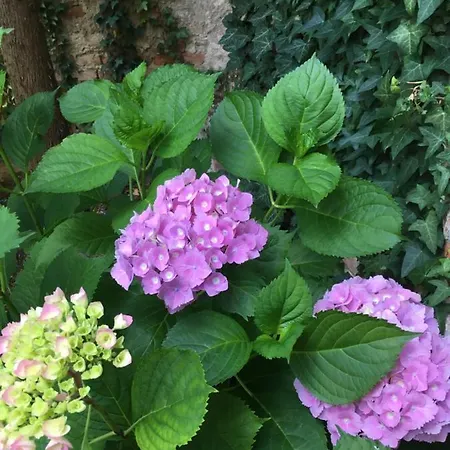 דירה Gabriel Kőszeg