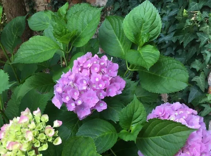 דירה Gabriel Kőszeg